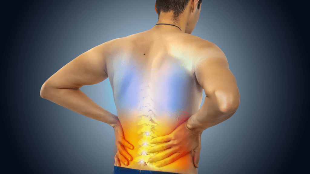 The anatomy of the back with focus on the lower back 