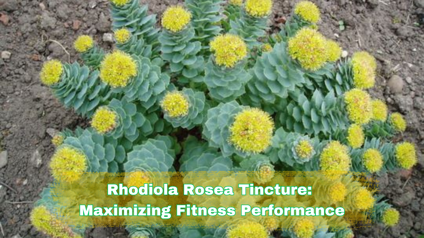 the plant Rhodoia Rosea and a sign:Rhodiola Rosea Tincture: Maximizing Fitness Performance