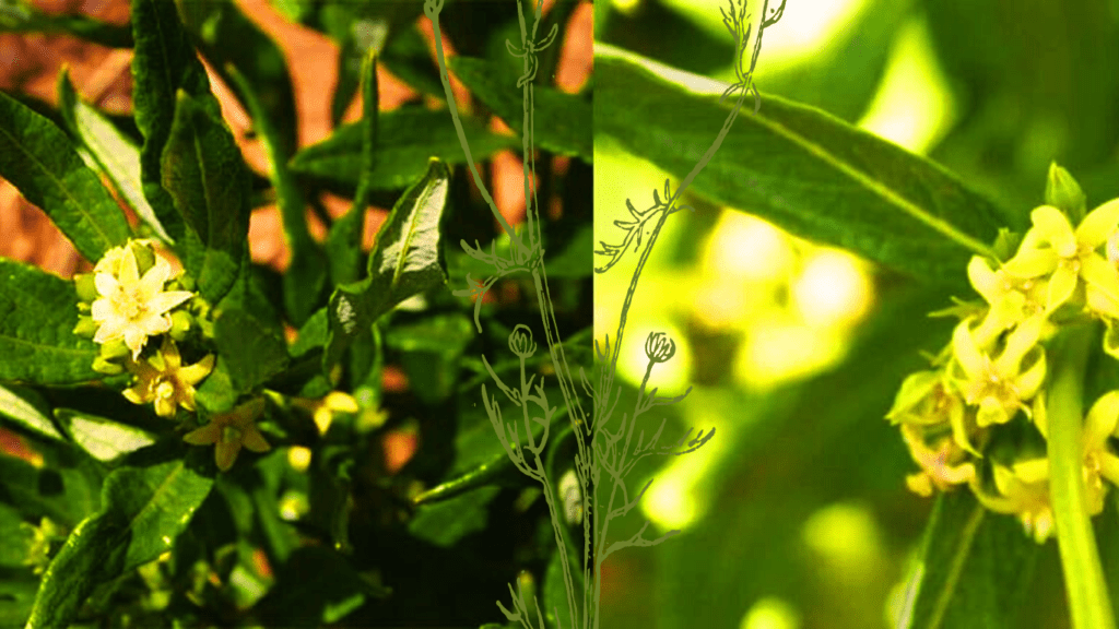 2 Photos of Fadogia Agrestis 