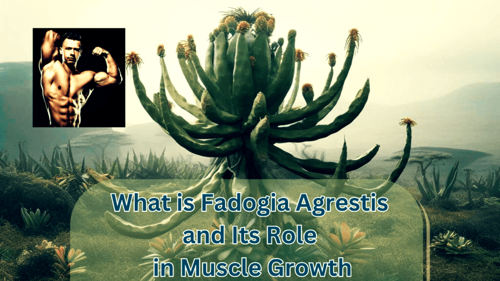 The Plant Fadogia Agrestis with a bodybuilder on a photo and a sign:What is Fadogia Agrestis and Its Role in Muscle Growth