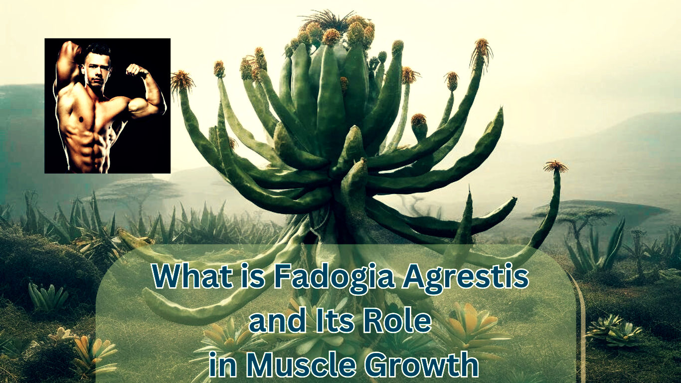 The Plant Fadogia Agrestis with a bodybuilder on a photo and a sign:What is Fadogia Agrestis and Its Role in Muscle Growth