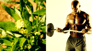 An African Bodybuilder and A Fadogia Agrestis 