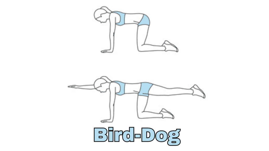 Bird-Dog Exercise Photo