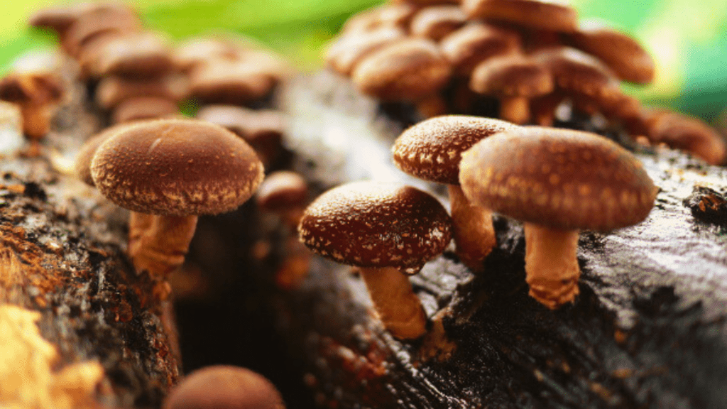 Shiitake Mushroom Photo