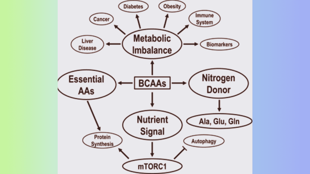 A Photo Showing How The BCAAs Work 