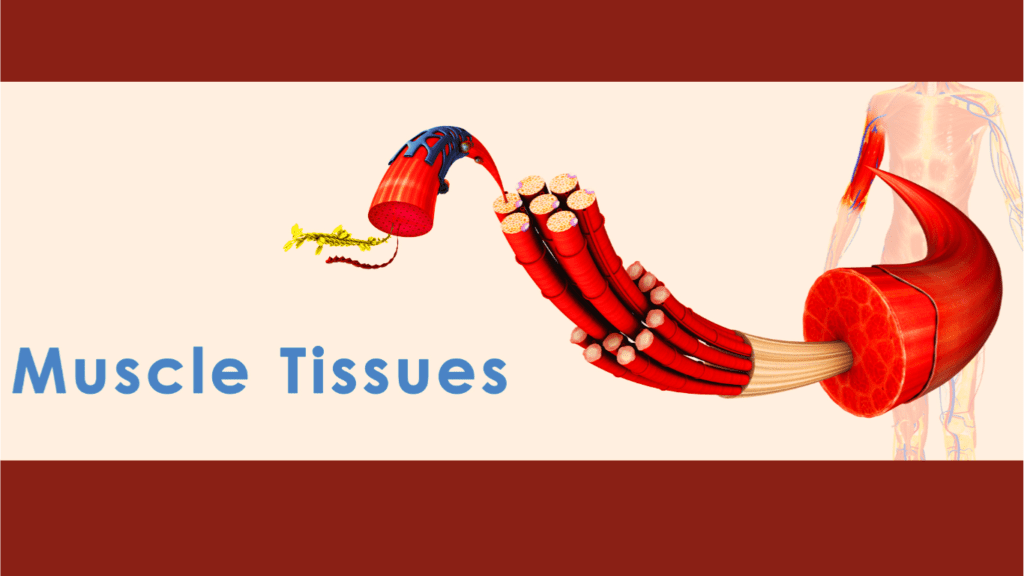 The Muscle Fibres 