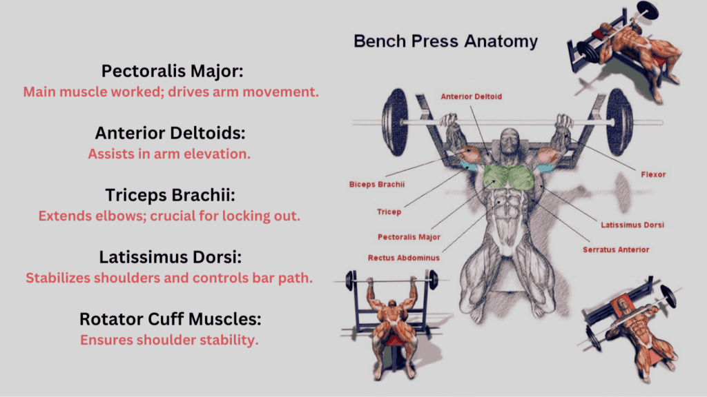 Bench Press Anatomy Explained Diagram 