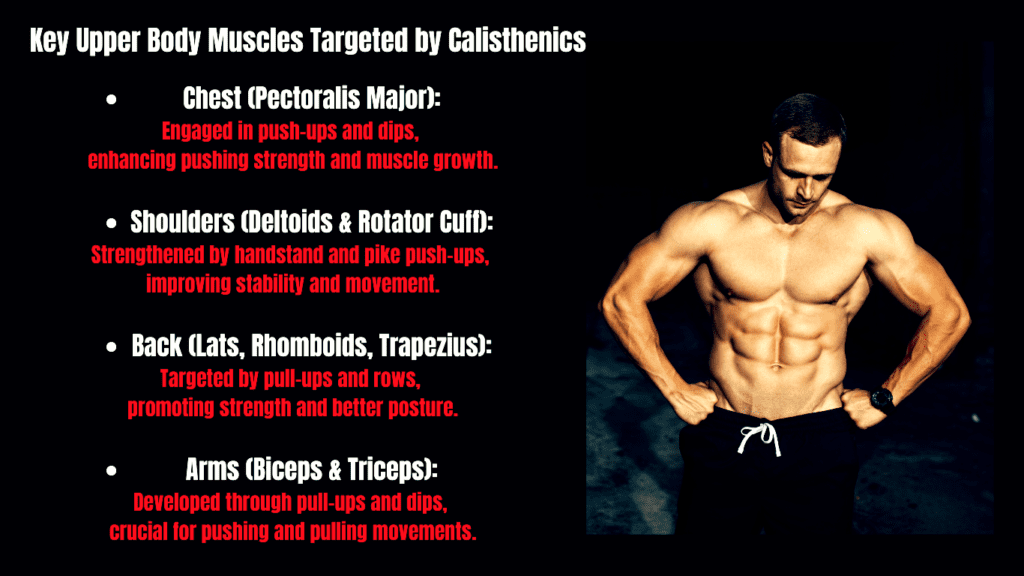 A Muscular Man And Text Explaining Key Upper Body Muscles Targeted by Calisthenics Photo