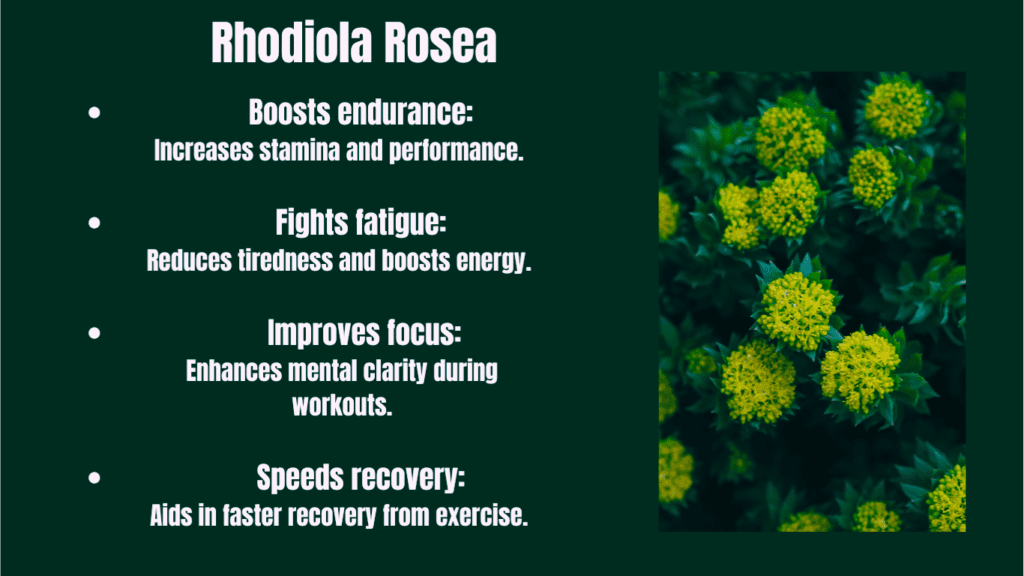 Rhodiola Rosea Fitness Benefits