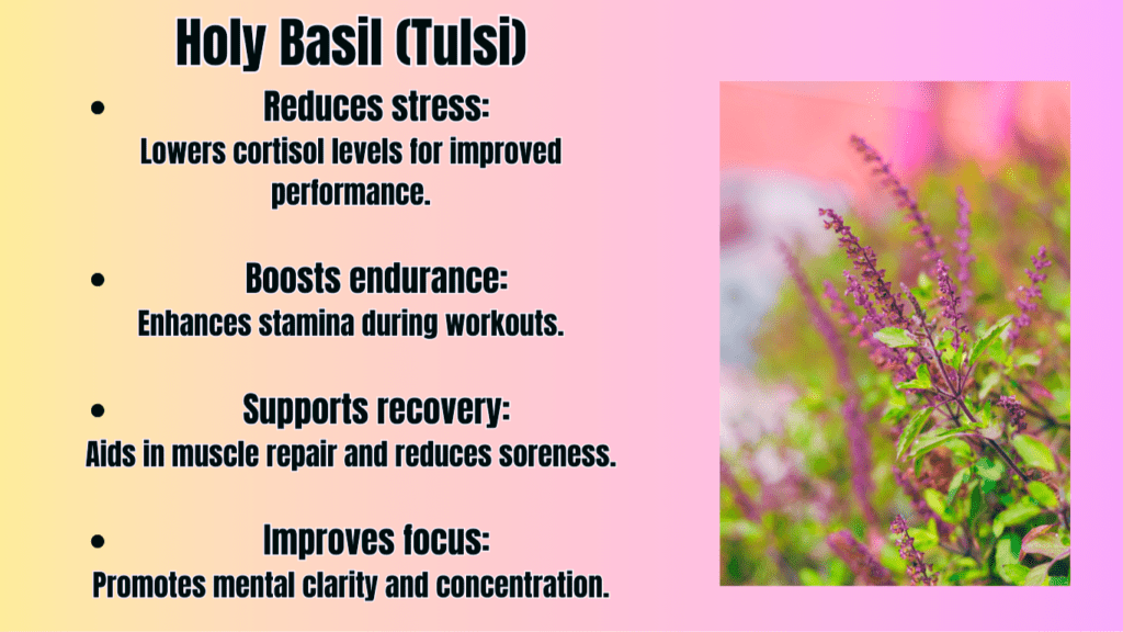 Holy Basil (Tulsi) Fitness Benefits