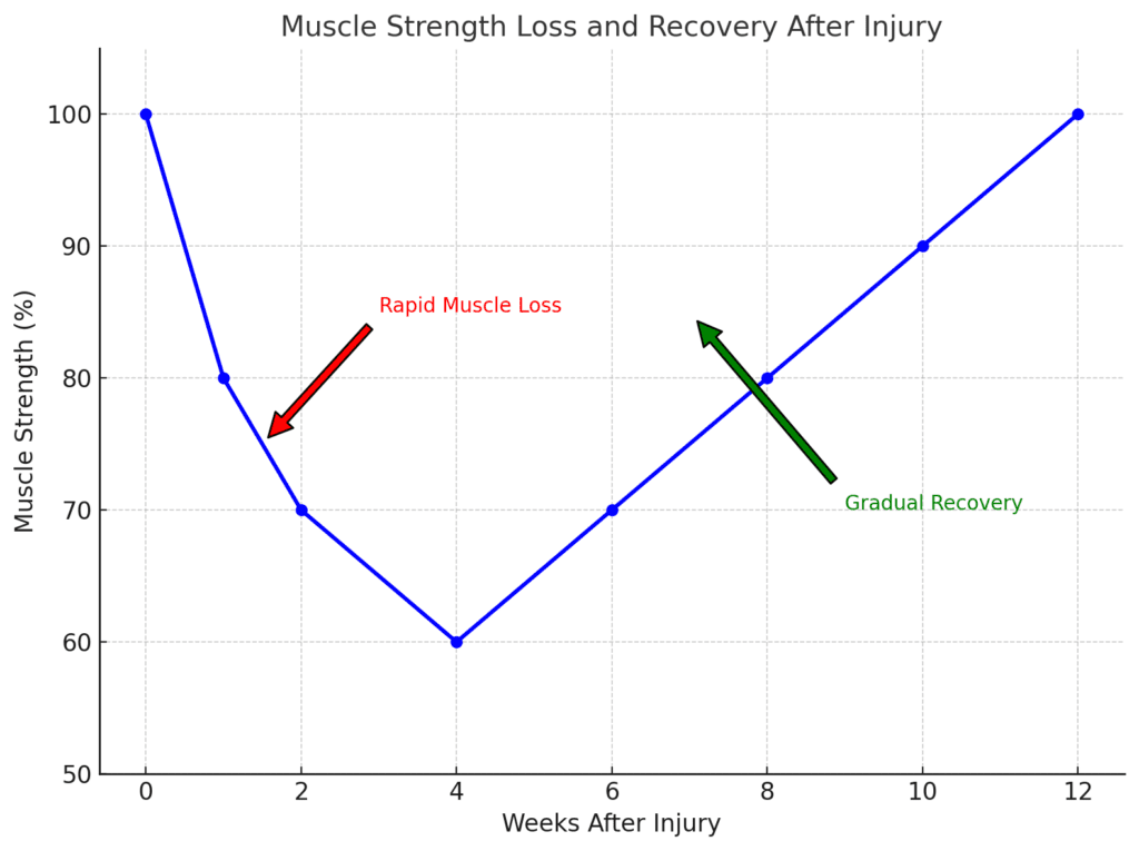 Muscle Loss and Recovery Timeline After Injury Chart Photo