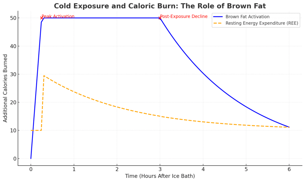 Cold Exposure and Caloric Burn: The Role of Brown Fat Chart