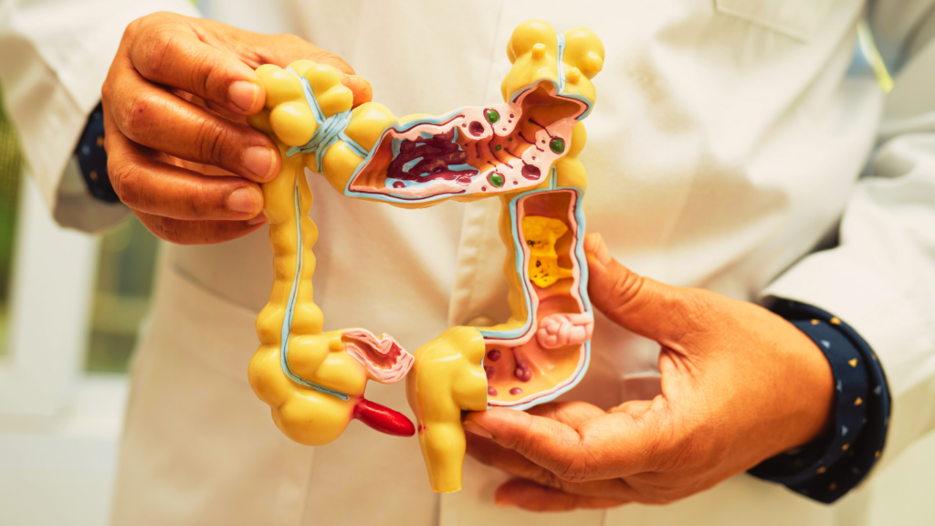 A Scientist Showing The Body Of The Gut