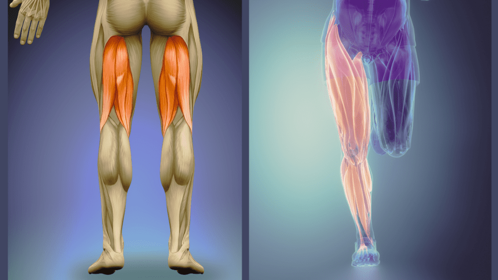 How to Build Strength in Legs: Leg Anatomy Photo